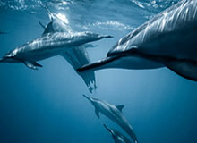 世界杯官方平台-【全运女足】王霜助攻王焱破门 联合队1比0胜陕西队